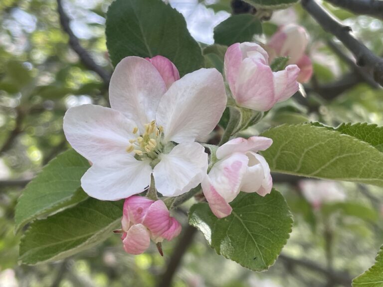 Read more about the article The Spiritual Meaning of New Beginnings: Spring, New Moon & Inner Transformation